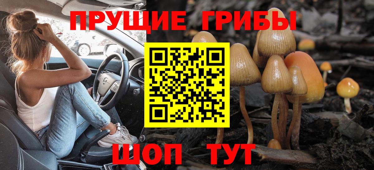 Галлюциногенные грибы GOLDEN TEACHER  купить наркотик  Вход с VPN  Карачаевск  Галлюциногенные грибы MAGIC MUSHROOMS 
