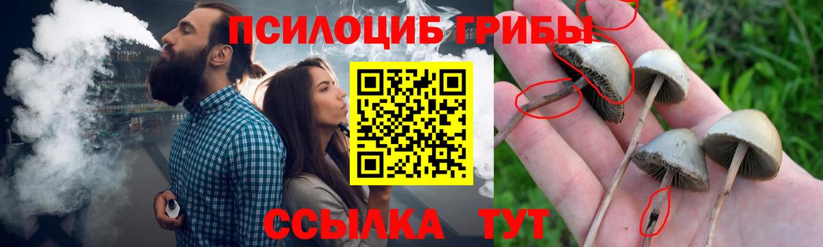 Псилоцибиновые грибы Psilocybe Карачаевск